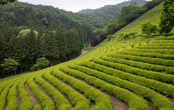 阴云密布的日子里，郁郁葱葱的绿茶种植园。照片拍摄于韩国的宝城。图片下载
