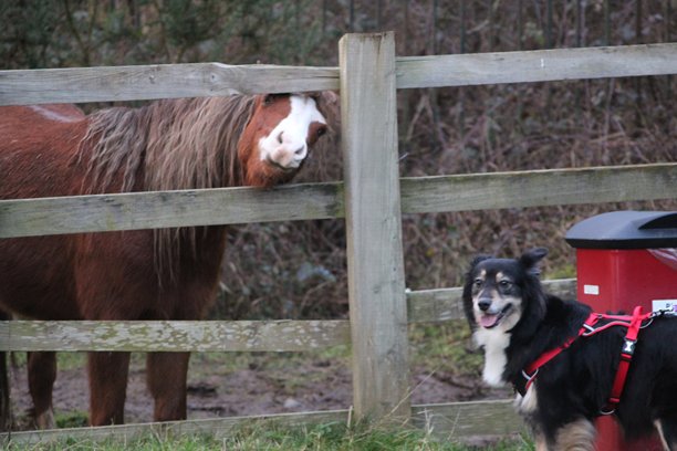 狗和马在一起的搞笑照片图片下载