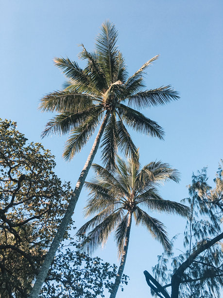 凯恩斯澳大利亚棕榈湾海滩的宁静照片，展现了洁净的海岸线、摇曳的棕榈树和清澈的海水。图片下载