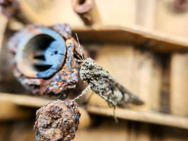 苍白翅膀的蚱蜢特写照片图片下载