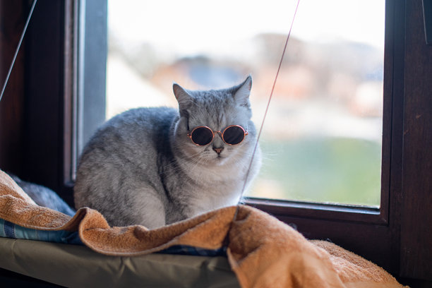 戴着深色太阳镜的家养灰色苏格兰折耳猫坐在悬挂在窗户上的吊床上，参加宠物时尚秀，横向照片图片下载