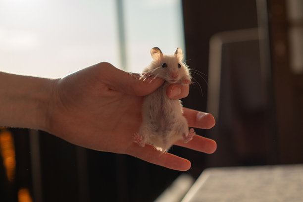 可爱的白色叙利亚仓鼠肖像。高质量照片图片下载