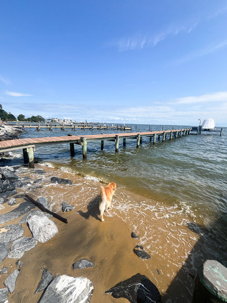 金毛寻回犬在沙丘上朝海湾走去的照片图片下载
