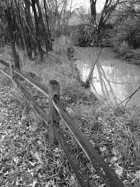 黑白照片，溪流中树木的倒影，溪流两侧有树木和灌木，前景有木栅栏。图片下载