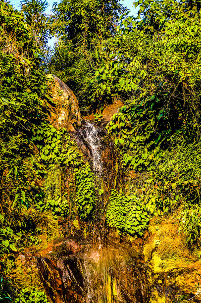 森林中的秋天，数字照片作为背景图片下载