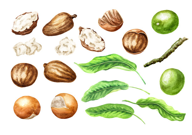 乳木果、黄油和绿叶组合。水彩真实手绘插图，独立于白色背景。图片下载