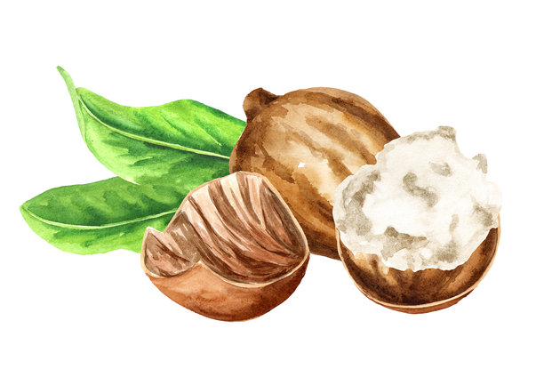 乳木果与黄油和绿叶。水彩手绘插图，背景为白色。图片下载