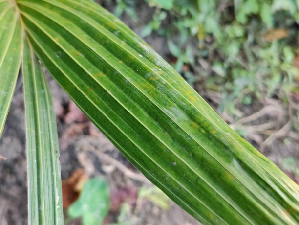 棕榈树叶子的特写照片，展示细致的纹理图片下载