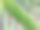 棕榈树叶子的特写照片，展示细致的纹理图片下载