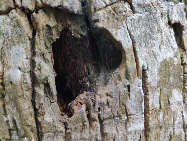 树皮特写照片，展示干燥的皮肤纹理细节图片下载