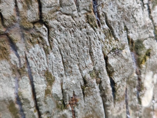 树皮特写照片，展示干燥的皮肤纹理细节图片下载
