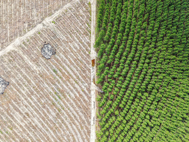 森林和砍伐树木的航拍照片图片下载