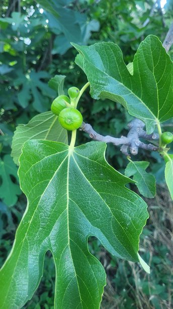 这张照片展示了一根带有大绿叶的无花果树枝。图片下载
