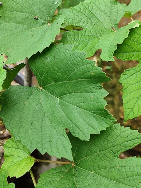 葡萄植物叶子的照片图片下载