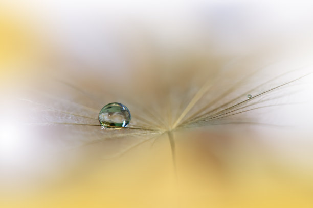 美丽的自然背景。春天蒲公英花的宏观特写。艺术设计。特写摄影。概念抽象照片。幻想花卉艺术。创意艺术壁纸。黄色。白色雏菊。色彩丰富，植物。水滴。浪漫，爱情。图片下载