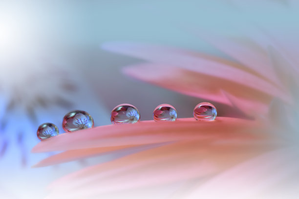 美丽宁静的自然背景。春天花朵的宏观特写。艺术设计。特写摄影。概念抽象照片。幻想花卉艺术。创意艺术壁纸。粉色。非洲菊。色彩丰富，植物。水滴。浪漫，爱情。图片下载