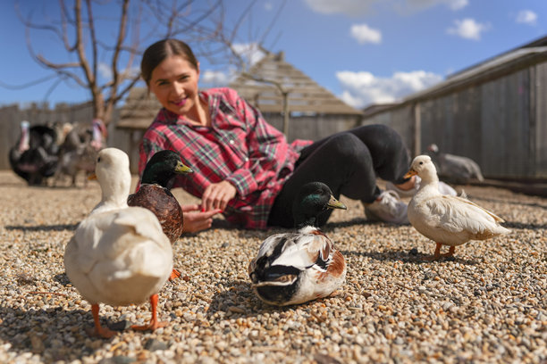 年轻女性穿着衬衫，坐在地上与一群鸭子合影，地面上有小圆石，特写细节，浅景深照片图片下载