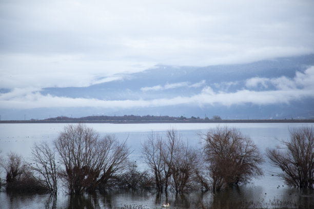 这张照片展示了博卢戈尔库伊的宁静景色，前景是平静的水面和部分淹没的树木，背景是云雾缭绕的山脉，营造出一种宁静的氛围。图片下载