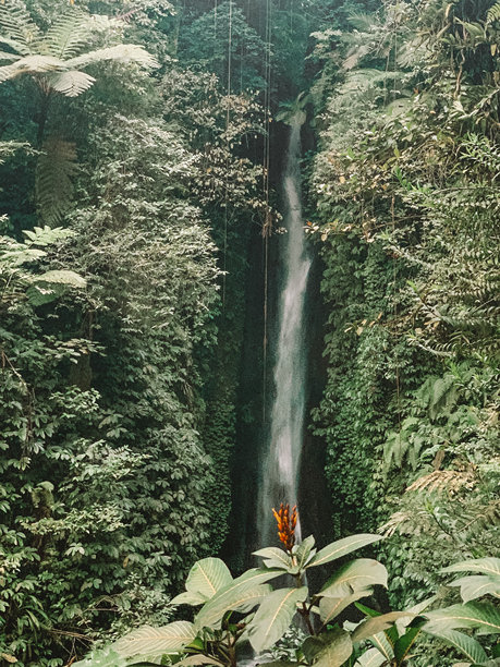 迷人的照片，展示了巴厘岛乌布郁郁葱葱的丛林中的瀑布，四周环绕着茂密的热带绿植。图片下载