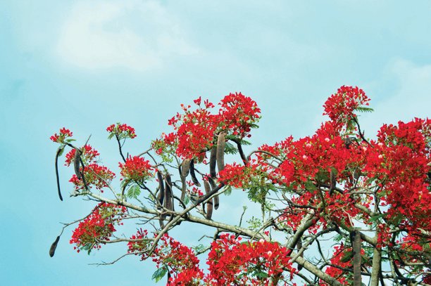 波多黎各盛开的凤凰木（Delonix regia）生机勃勃的照片，鲜艳的红橙色花朵与浅蓝色天空形成鲜明对比。图片下载