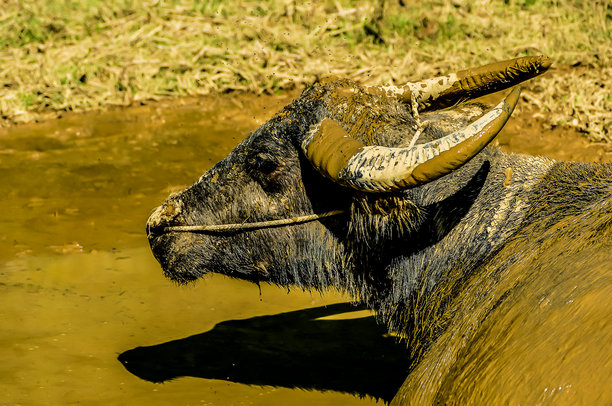 泥中的水牛，数字照片作为背景图片下载