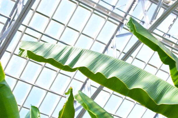 美丽的照片，展示了在温室玻璃天花板下框住的大而茂盛的绿色叶子。图片下载