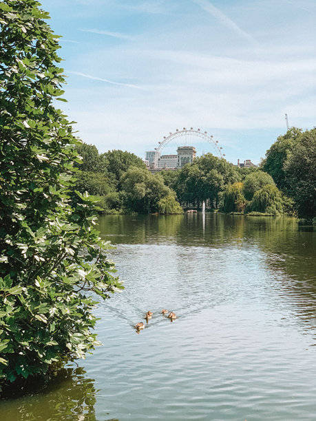宁静的照片，展现了鸭子在伦敦圣詹姆斯公园宁静的水面上优雅地游泳，背景是一片明亮的夏日。图片下载