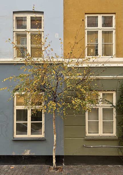 丹麦一座古老建筑的对称照片，带有四扇窗户和一棵小树图片下载