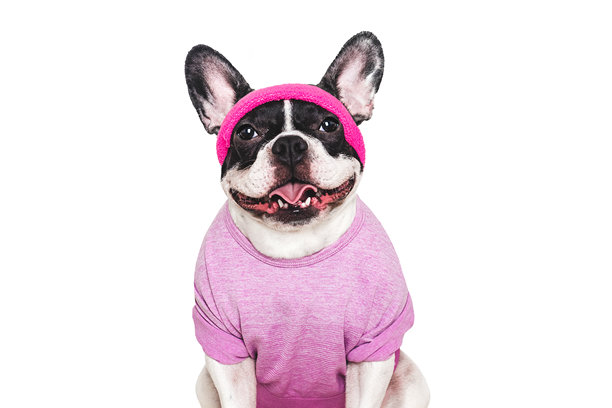 可爱的小狗，普拉提背心和头带。工作室照片图片下载