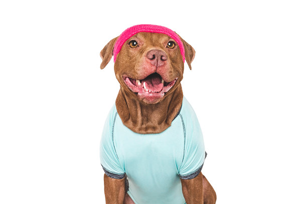 可爱的狗，穿着普拉提背心和头带。工作室照片图片下载