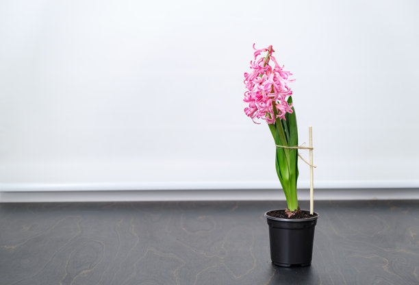 用麻绳绑在支架上的室内植物。黑色花盆中的粉色开花风信子植物，背景是窗台，留有空白空间。高质量照片。图片下载