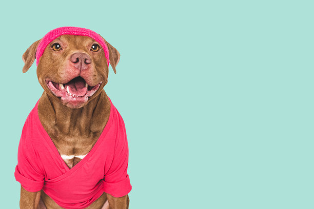 可爱的狗，穿着普拉提背心和头带。工作室照片图片下载