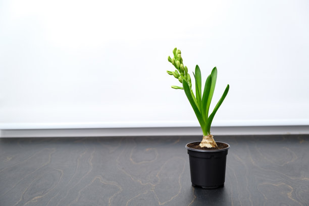 白色花苞的风信子花在窗台背景的黑色花盆中。球茎装饰性室内植物特写。开始绽放。高质量照片图片下载