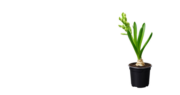 黑色花盆中的风信子花与盛开的花蕾，孤立在白色背景上，留有空白空间。球根室内植物特写，开始绽放。高质量竖版照片。图片下载