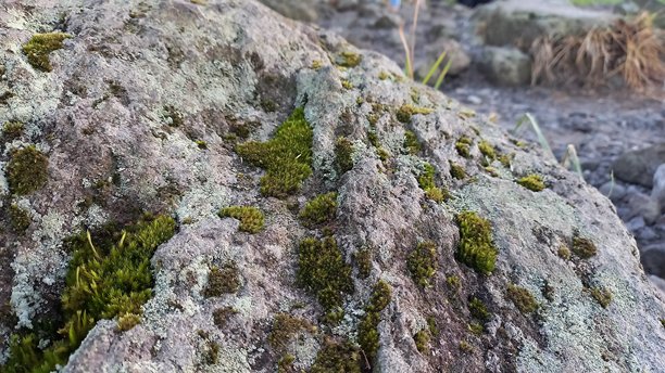 生长在岩石上的苔藓照片适合用作背景编辑。图片下载