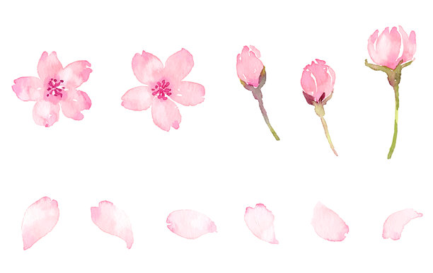 水彩樱花矢量素材图片下载