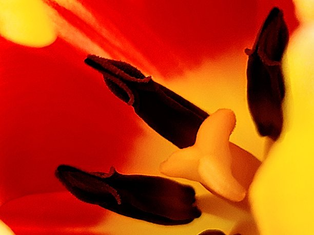 红色和黄色郁金香花瓣环绕的雄蕊和雌蕊的特写照片。图片下载
