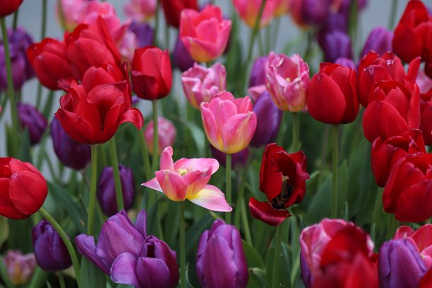 花园股票照片比赛的获胜作品展示了红色、粉色和紫色的郁金香图片下载