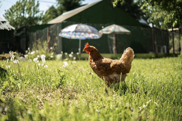 这幅美丽的图像展示了在田野和商业鸡舍中自由放养的蛋鸡。照片捕捉了这些鸟类及其生活环境的自然美。图片下载