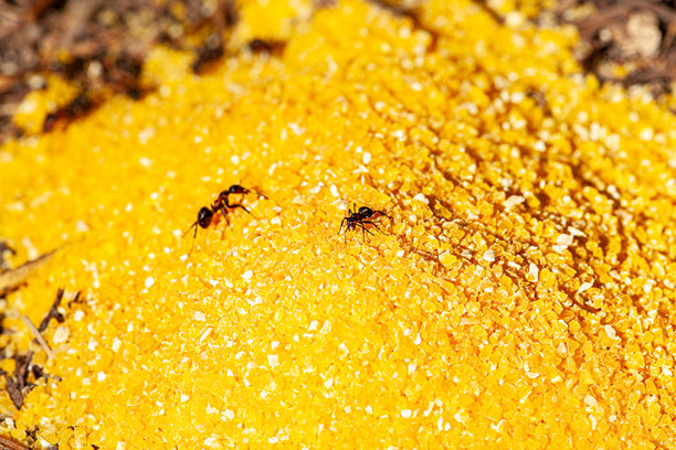 一只蚂蚁在工作并获取玩偶面粉的特写照片。这只蚂蚁非常勤奋，从地毯上获取它想要的东西。图片下载