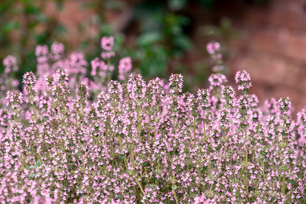 花园中生长的香草照片图片下载