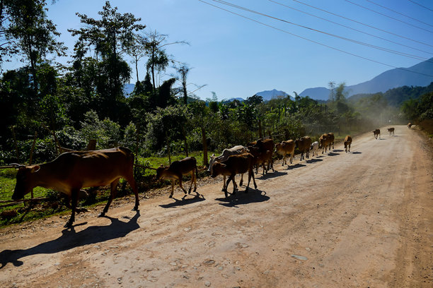 沙漠中的马，数字照片作为背景，拍摄于老挝万象，亚洲图片下载