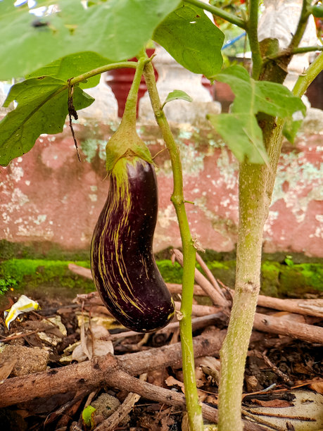 一张生机勃勃的紫色茄子在花园中的植物上生长的照片。图像捕捉了这种蔬菜的自然美和新鲜感。图片下载