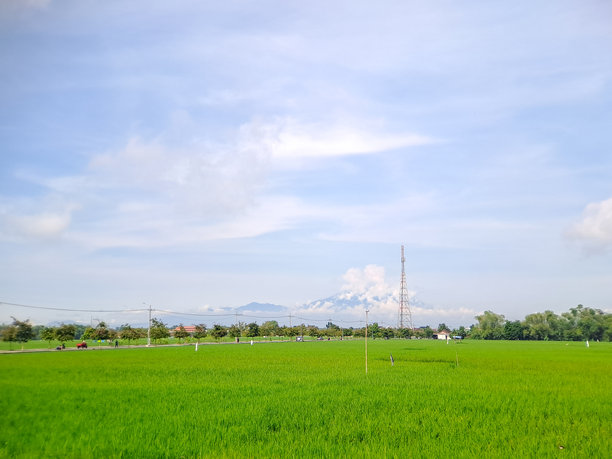 宁静的风景照片，远处的火山被云雾笼罩，俯瞰着一片广阔的郁郁葱葱的稻田，蓝天清澈。图片下载