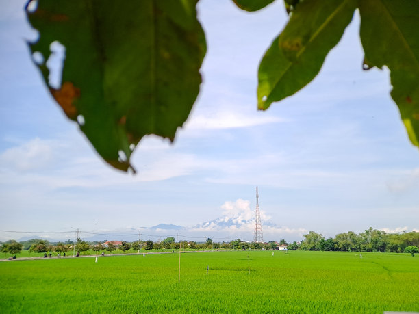 宁静的风景照片，远处的火山隐约可见，绿油油的稻田环绕，树叶枝丫勾勒出美丽的画面。非常适合旅行摄影。图片下载