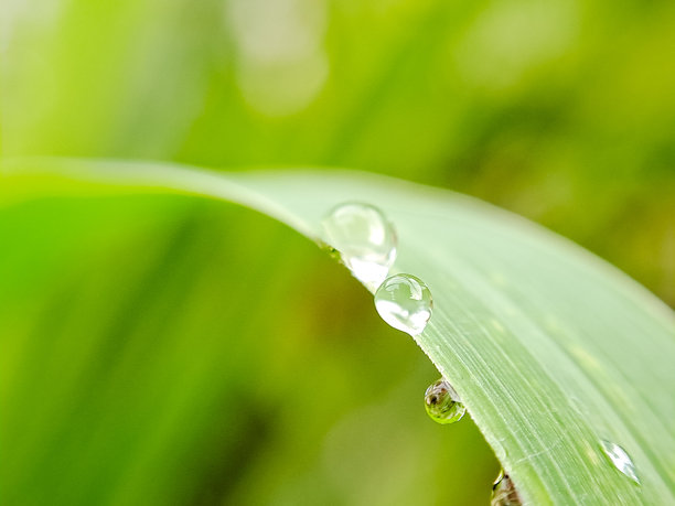 水滴附着在细长的绿色茎上，营造出清新与宁静的感觉的特写照片图片下载