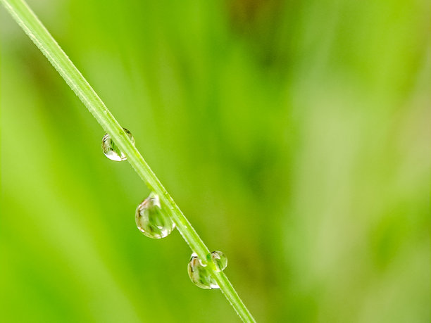 水滴依附在细长的绿色茎上，营造出清新与宁静的感觉的特写照片图片下载