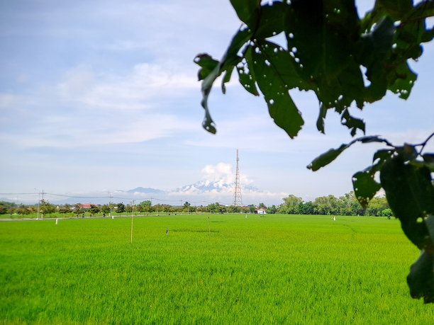 宁静的风景照片，远处的火山隐约可见，绿油油的稻田环绕，树叶枝丫勾勒出美丽的画面。非常适合旅行摄影。图片下载
