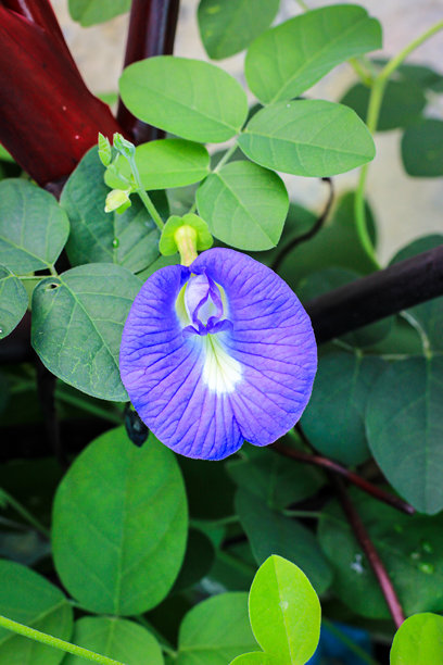 蝶豆花，蓝蝴蝶花，紫色鸽子翅背景纹理图片图片下载