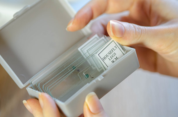 女性科学家正在采集她研究的材料和物质样本，并进行检查 - 木质茎的特写结构 - 库存照片图片下载